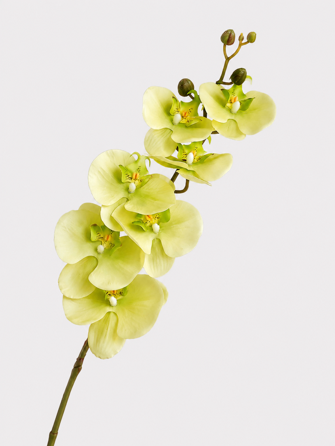 Cream White & Light Green Phalaenopsis Orchid Faux Floral Arrangement details